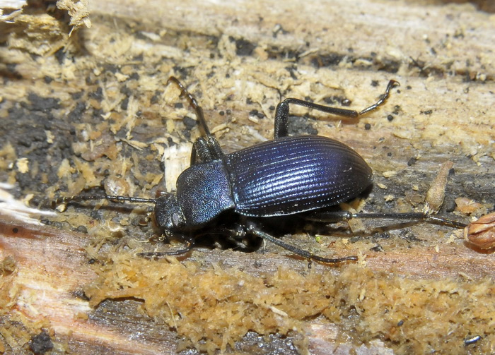 Coleottero del Chianti: Helops rossii